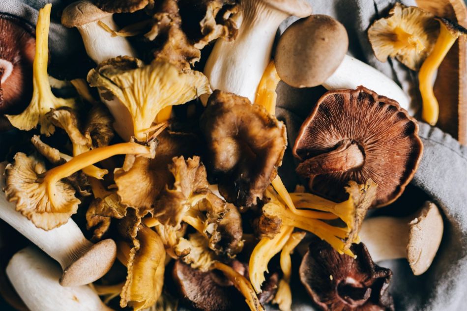 Comment utiliser les champignons séchés en cuisine : l'art de transformer les champignons séchés en délices gourmands.